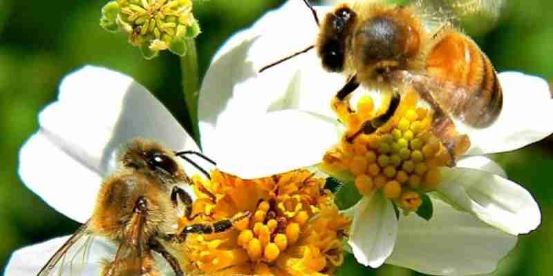 soñar con abejas en el cuerpo
