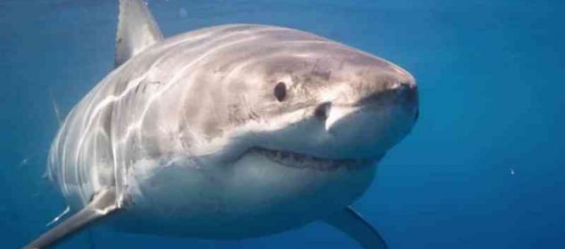 Soñar con pirañas y tiburones