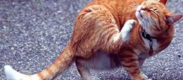 Soñar con pulgas en un gato