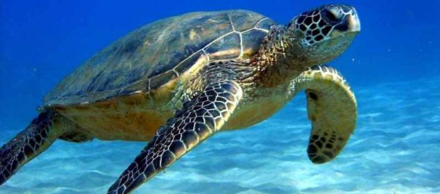 Soñar con tortugas