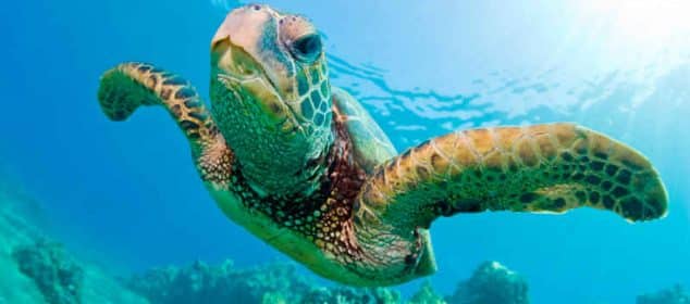 Soñar con tortugas marinas