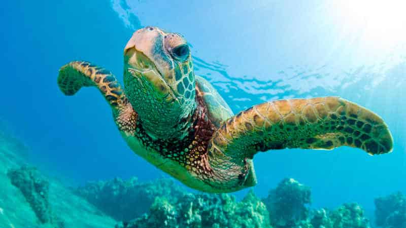 Soñar con tortugas marinas