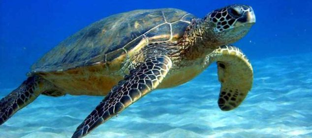 Soñar con tortugas muertas