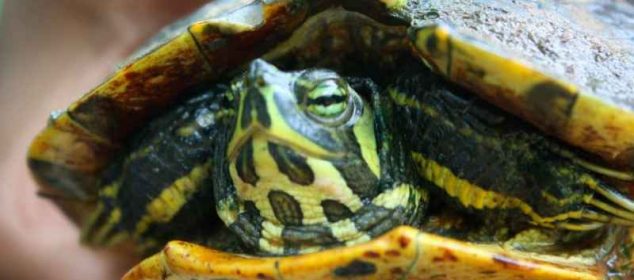 Soñar con tortugas que muerden