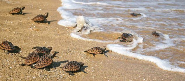 Soñar con tortugas recién nacidas